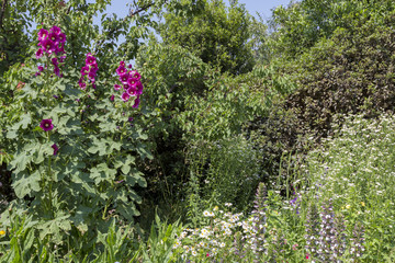 Obraz premium hollyhock flowers in the garden with different vegetation