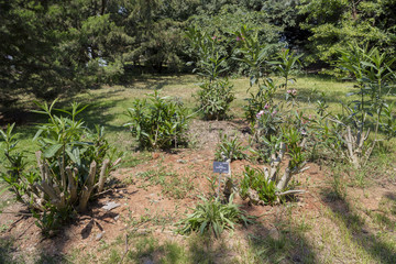 Nerium Oleander Blossom Bloom in Spring Season