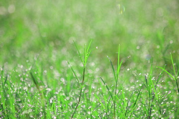 Water drops on morning green grass,For background,Soft focus.for background.