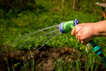 Naklejka premium Senior woman watering garden.hand of gardener holding the hose for watering with water and spray on the sun light.Gardening concept. Copy space