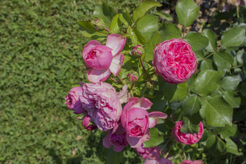 Pink roses in bloom in the garden