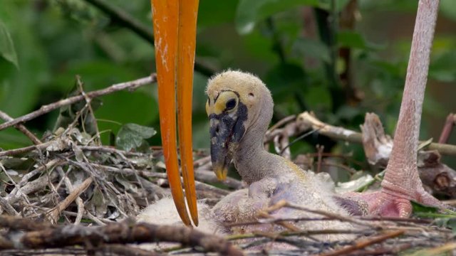 Yellow-billed stork chicks in nest