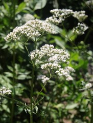 Valeriana officinalis herb blossoming