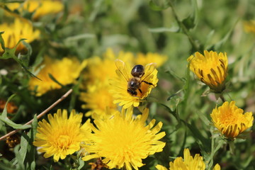 Wasp on dandelions