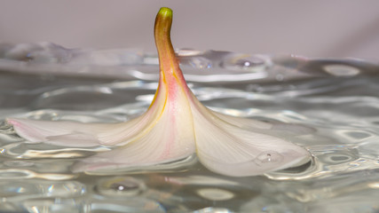 Close up of a beautiful white and yellow flower