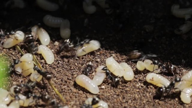 Ants working as a team moving, relocate eggs to safety. Macro view of confused, disordered ant colony working together.  Group thinking in chaos to help rescue and protect society. Social survival. 