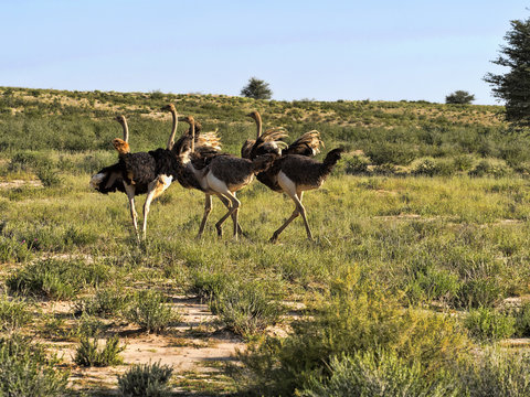 Running herd Ostrich, Struthio camelus, Kalahari, South Africa