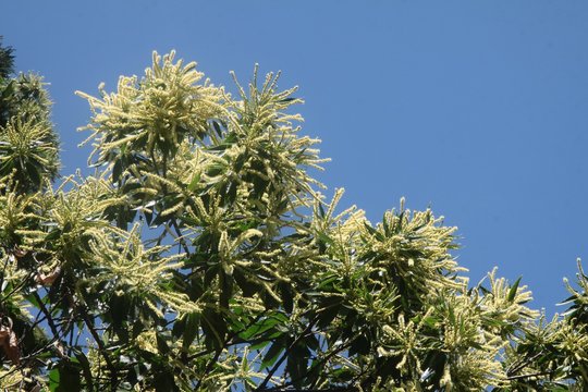 sweet chestnut tree with white flowers