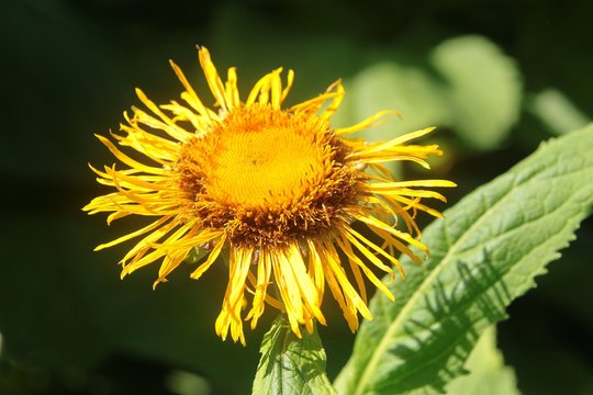 yellow flower of telekia speciosa plant in summer