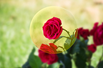 Beautiful blooming rose on a green background blur. Soft selective focus. Closeup Image.