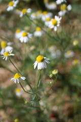 Close up of Kamille, chamomile, camomile in Altlandsberg, Germany 