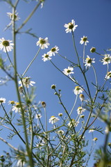 Low angle view of chamomile, camomile against blue sky in Altlandsberg, Germany