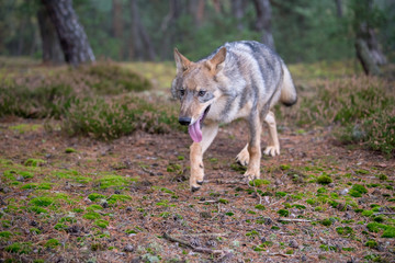 Naklejka na ściany i meble Gray (or Grey) Wolves (Canis lupus) in the Bayerischer Wald National Park in Bavaria, Germany Alaska czech republic