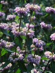 Obraz premium lila flowers of Phlomis tuberosa plant