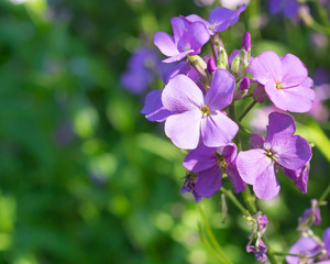 Obraz na płótnie Canvas Purple Dame's Rocket flowers, Hesperis matronalis, with soft focus background. Beautiful lilac blossoms attract butterflies & humming birds. Concepts of wildflowers, summer, romance, invasive species