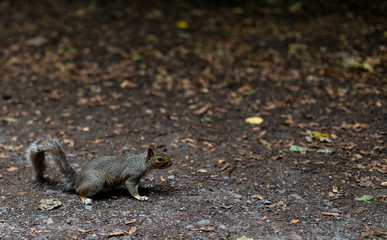 Holland Park Wildlife
