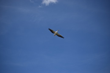Obraz premium pelican