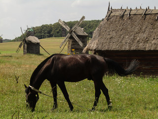Plakat a brown horse grazes on a green meadow against the background of old wooden mills and a house, a horse in a collar, tied with a metal chain, in the background - a pine forest