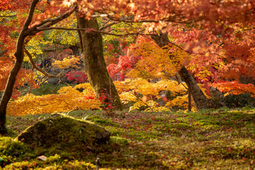 Fototapeta premium 京都 永観堂の紅葉