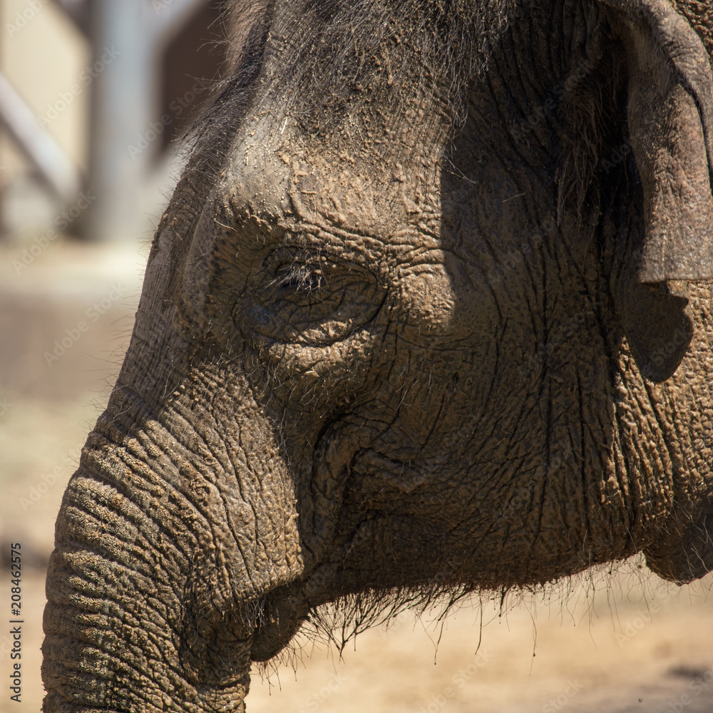 Sticker Portrait of an elephant in the park