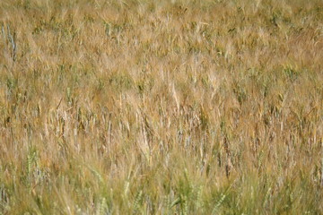 Gerstenfeld, barley field in Altlandsberg, Germany