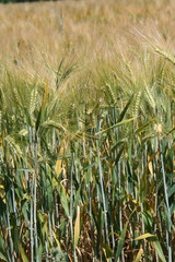 Gerstenfeld, barley field in Altlandsberg, Germany