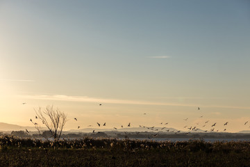 A flock of birds flying over a lake shore at sunset, with a tree