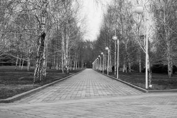 Birch alley in a garden. Black & white cityscape.