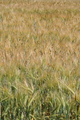 Gerstenfeld, barley field in Altlandsberg, Germany