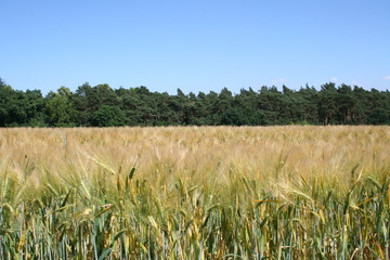 Gerstenfeld, barley field in Altlandsberg, Germany