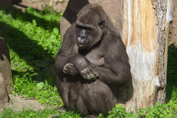 Portrait of a gorilla in the park