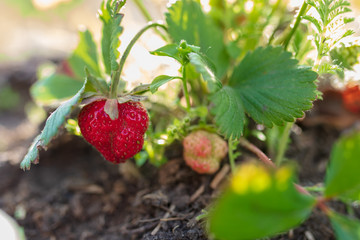 Red ripe strawberry grows in the garden