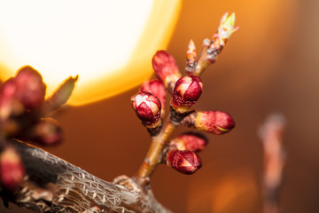 Flowers blossom on apricot tree at sunset