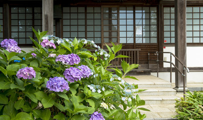 梅雨の風物詩・アジサイの花