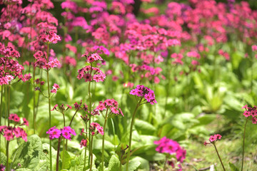 Pink and purple Japanese primrose