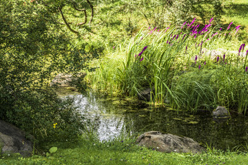 A quiet backwater of the pond