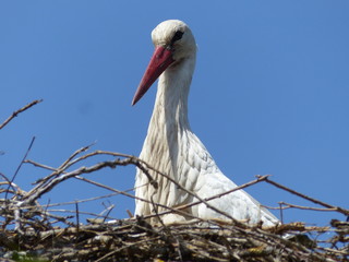 Storch im Nest
