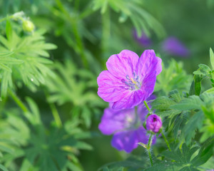 Obraz premium Bright purple flower with blue center surrounded by green leaves & foliage.