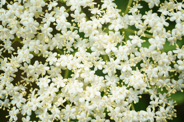 Black Elderberries flowers close