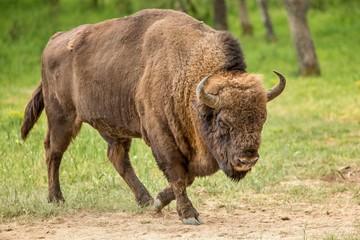 European bison (Bison bonasus)  © Branislav