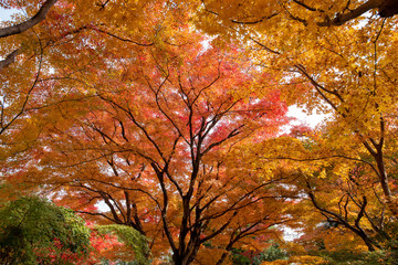 京都　常寂光寺の紅葉