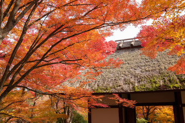 京都　常寂光寺の紅葉
