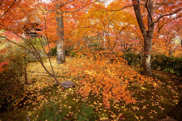 京都　常寂光寺の紅葉