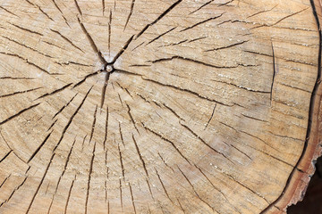 surface of the felled tree