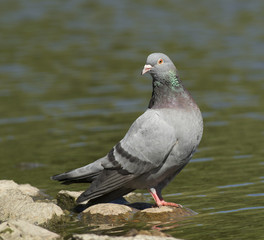 Dove