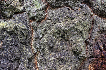 Tree bark, background, texture