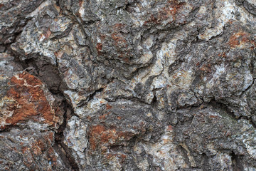 Tree bark as background or texture