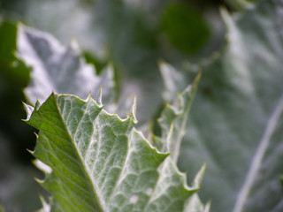 Onopordum acanthium. Plants with prickly leaves. Green background.