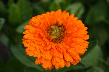 Flower calendula in the garden top view close-up. Calendula officinalis. Medicinal flowers in big close up.