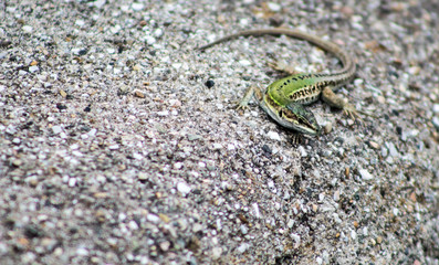 little lizard